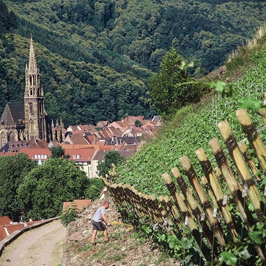 Vineyard in Alsace, France - Rangen de Thann Grand Cru