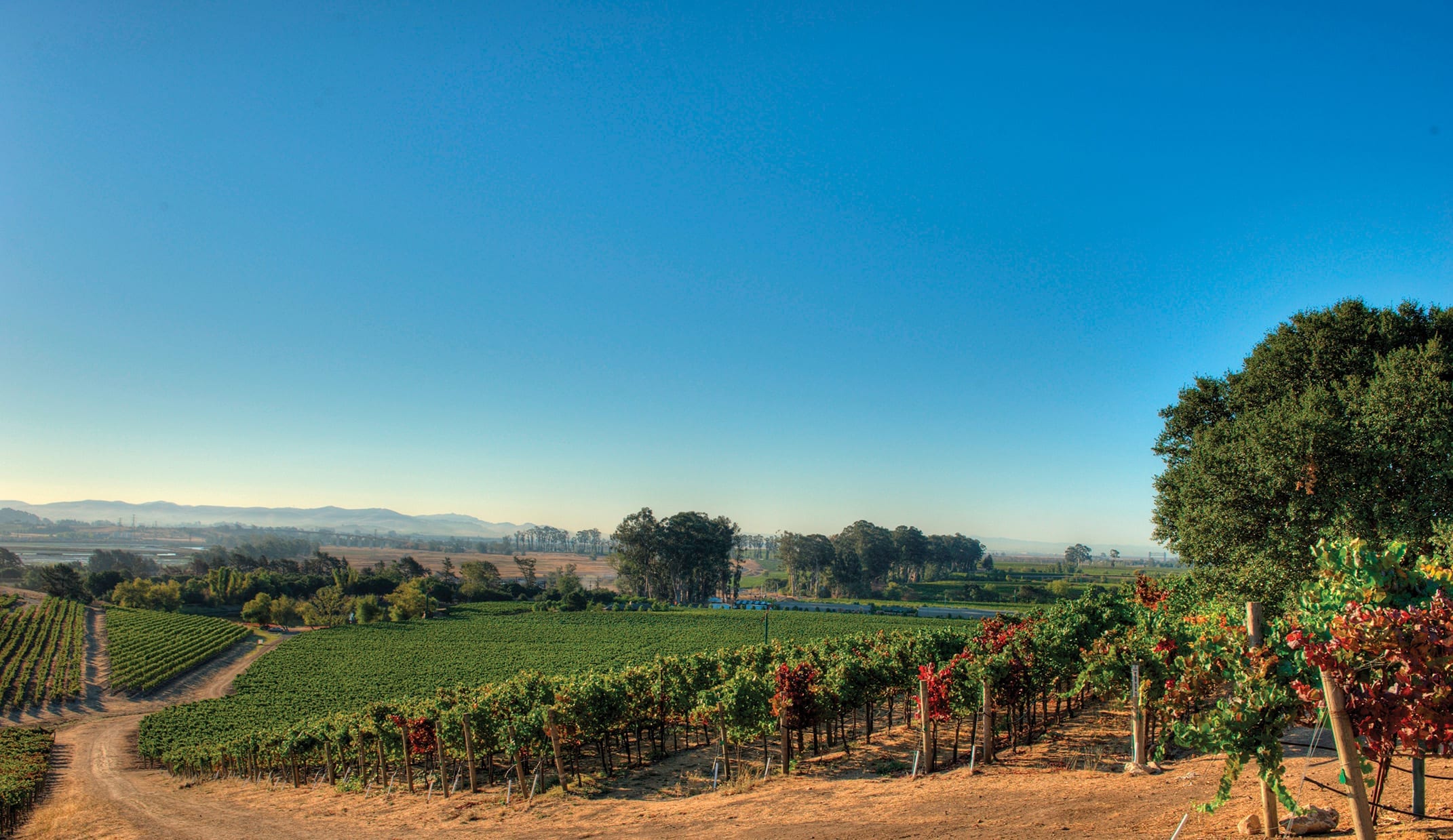 Napa valley, Cakebread vineyards