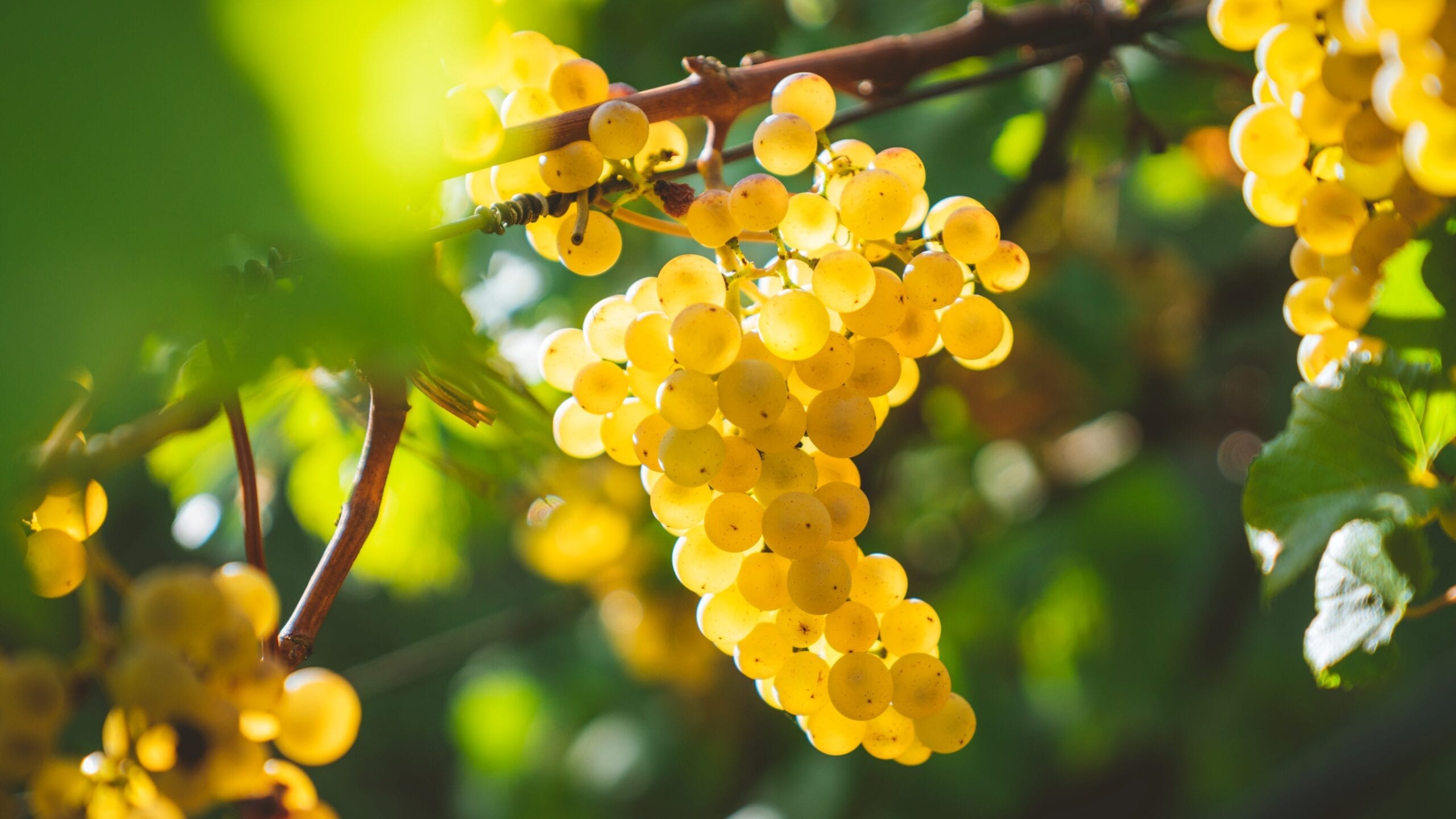 Chardonnay grape bunch