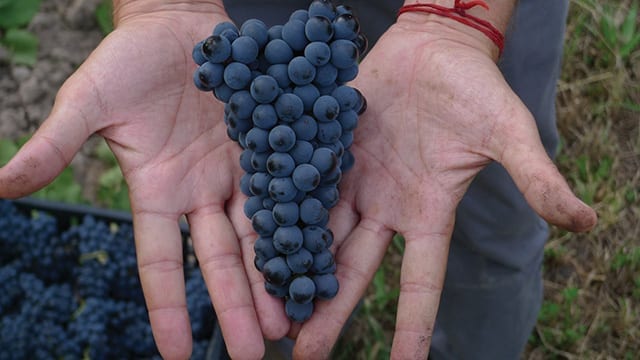 Pinot Noir - Chacra