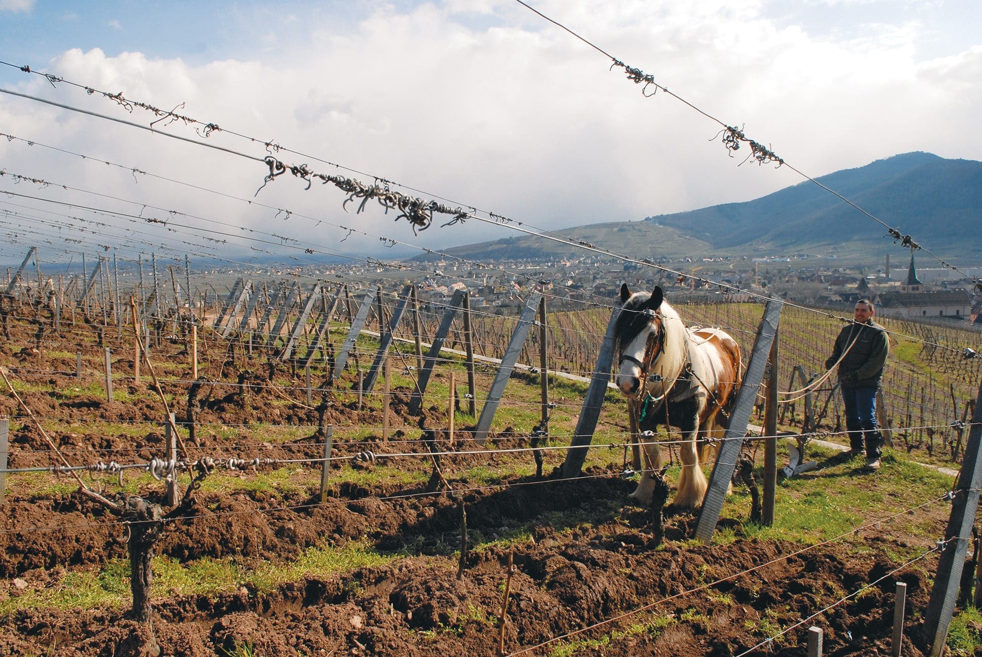 Domaine Zind-Humbrecht plowing horse in vineyard, green, sustainable winemaking, Alsace