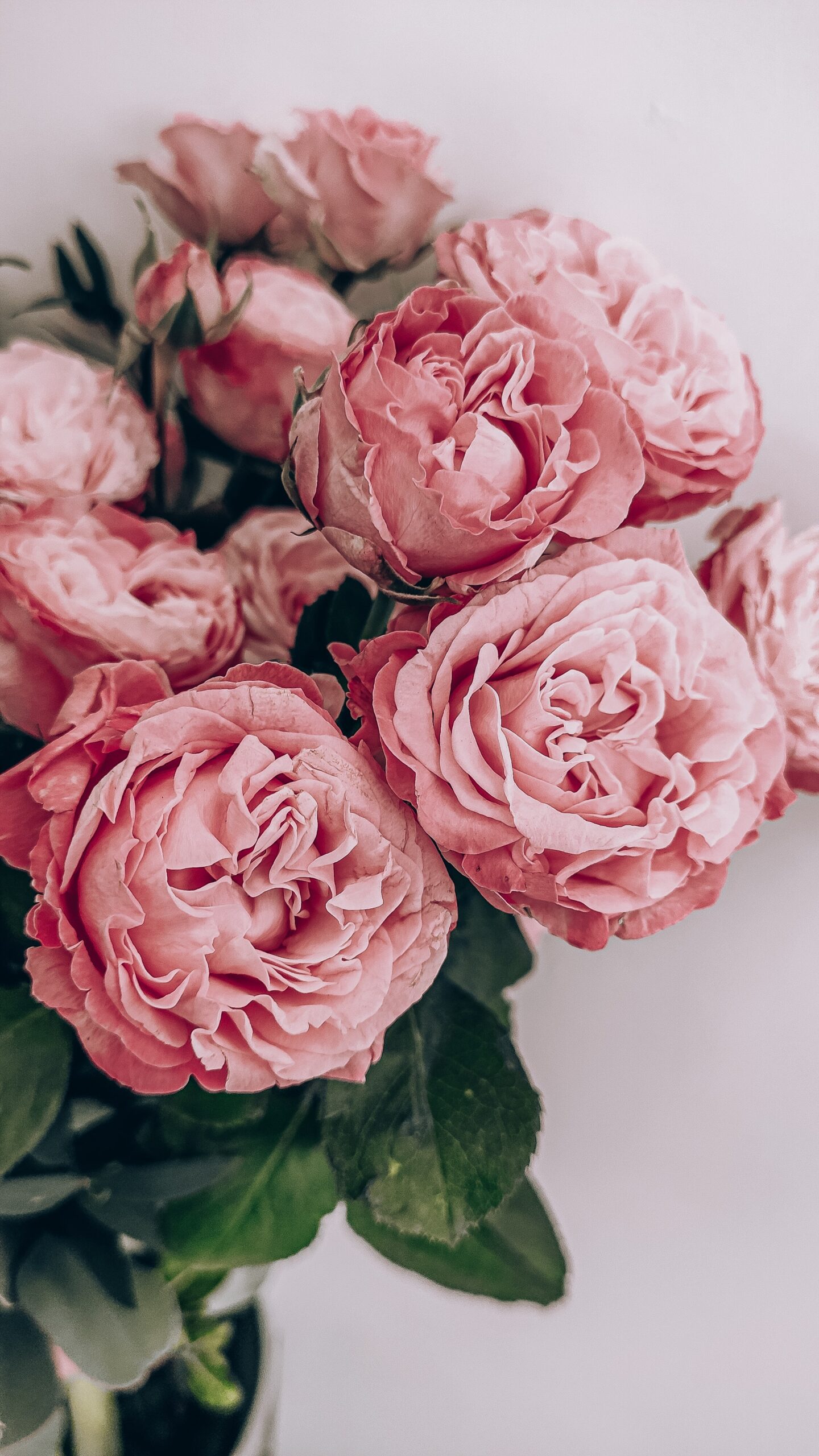 Pink Roses