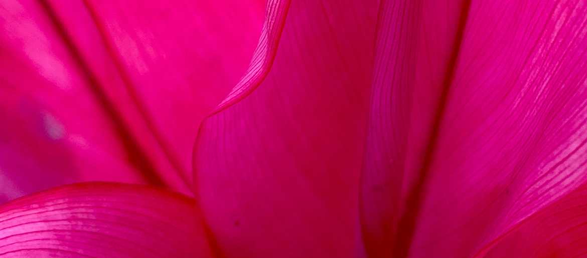 Magenta color, close-up of flower petals