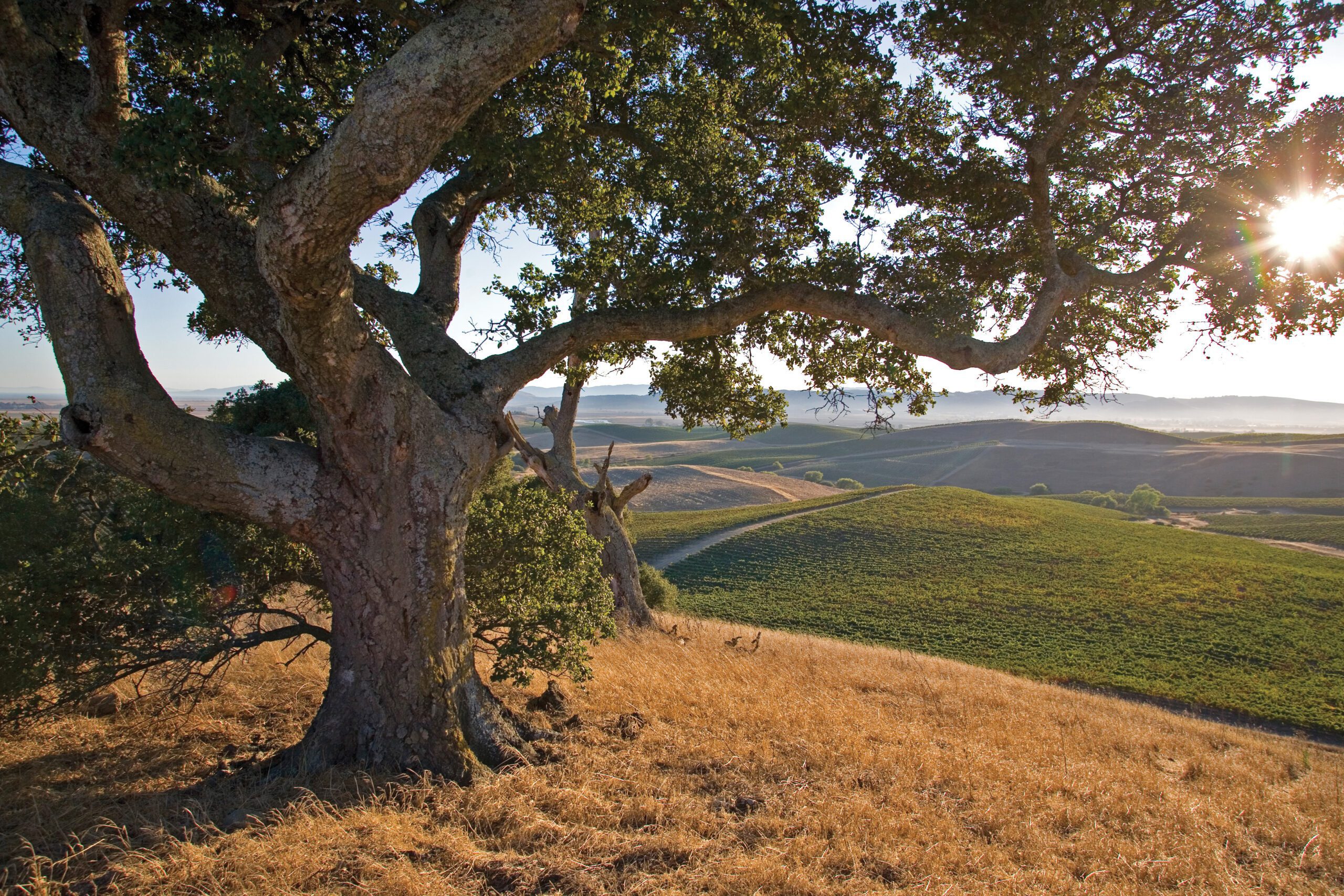 Sequoia Grove Vineyards